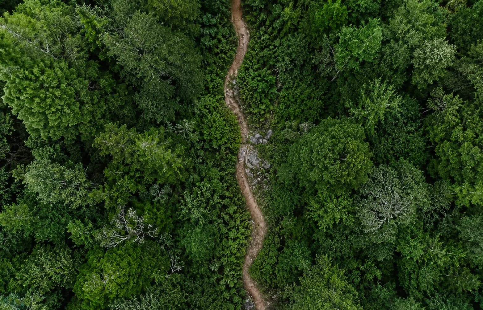 RAPTOREX PITBIKE line card